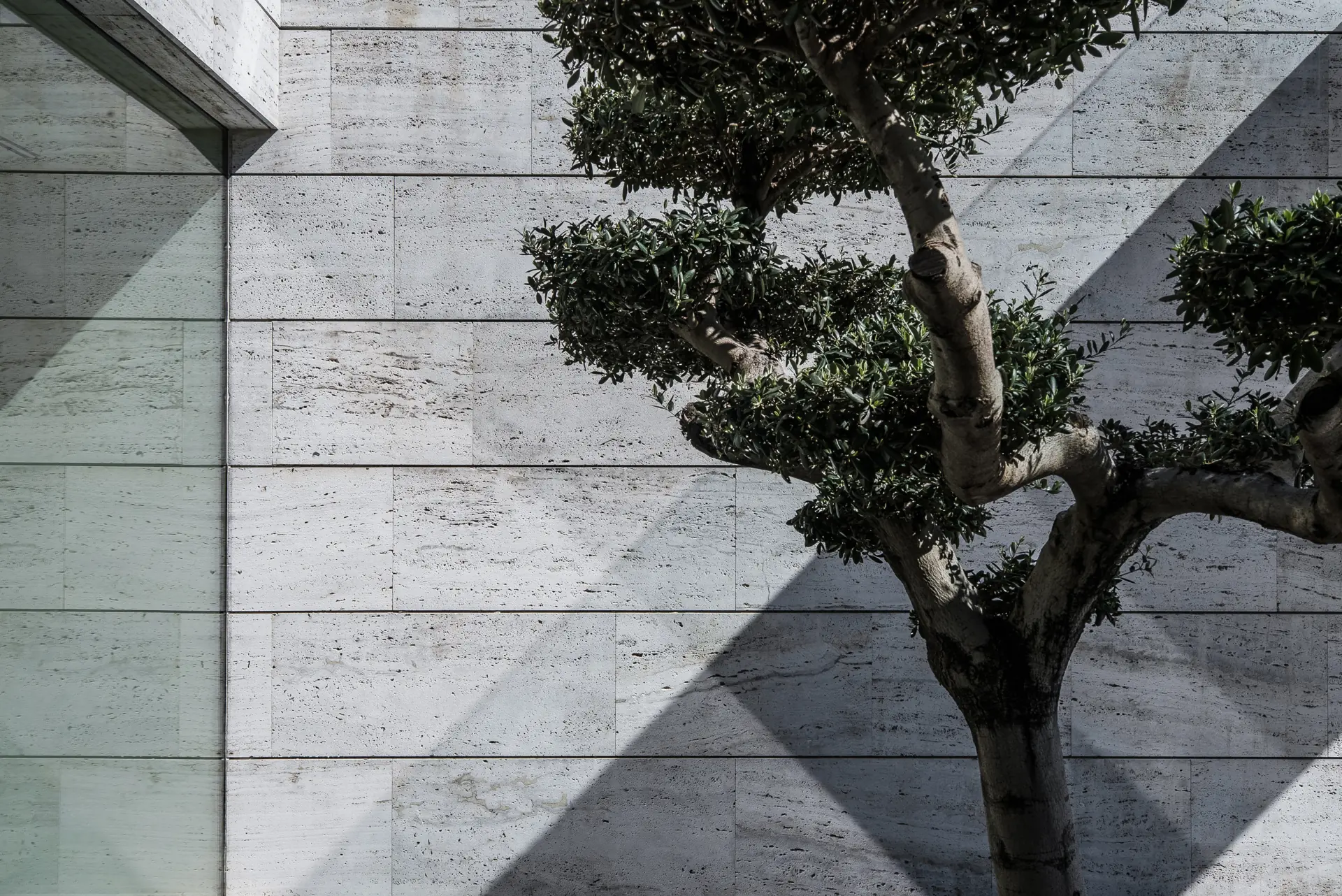 Natural lighting highlighting a tree and a stone wall in a modern setting. Sanctuary project by ARK Architects
